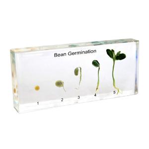 Large bean germination plastomount