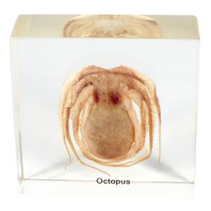 Large Octopus plastomount