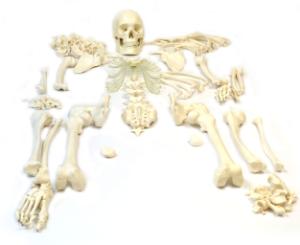 Eisco® Disarticulated Skeleton
