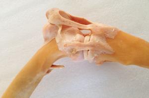 Plastinated Equine Limbs And Joints
