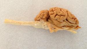 Plastinated Sheep Brain