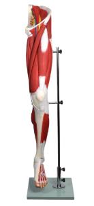Human leg musculature model