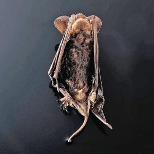 Preserved Bat