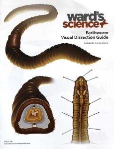 Earthworm Visual Dissection Guide