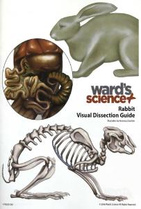 Rabbit Visual Dissection Guide