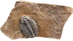 Trilobite in stone (small)