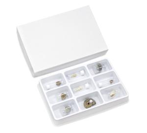 Gastropoda-Snails Collection Set