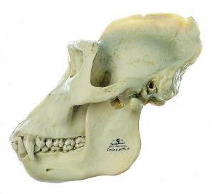 Somso® Gorilla Skull