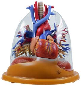 Somso® Heart/Lungs Model