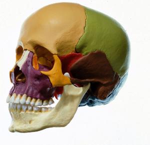 Somso® Dissectible Skulls