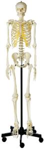 Somso® Advanced Skeletons