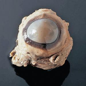 Preserved cow eyes