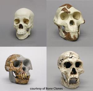 BoneClones® How We Got Here Skull Sets