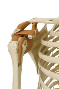 Rudiger® Flexible Ligamentary Skeleton