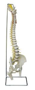 Rudiger® Flexible Spinal Column Model