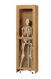 Wood Skeleton Display Cabinet