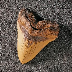 Carcharodon megalodon (Miocene)