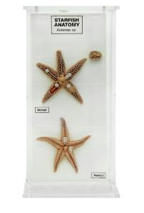 Star Fish Anatomy
