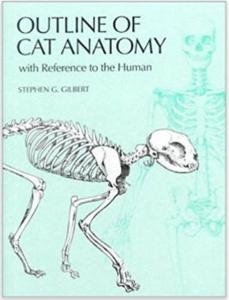 Outline Of Cat Anatomy With Reference To The Human