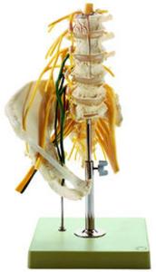 Model lumbar vertebral w innervation-sp