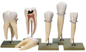 Somso® Teeth Model Set