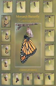 Monarch Metamorphosis Poster