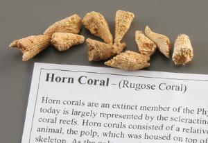 Horn Coral Fossil Study Pack