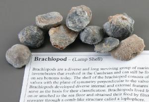 Brachiopod Fossil Study Pack