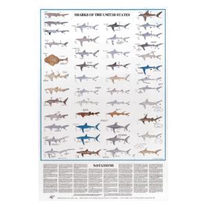 Sharks Of The United States Chart