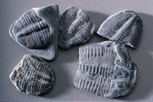 Trilobite Fossil Study Pack