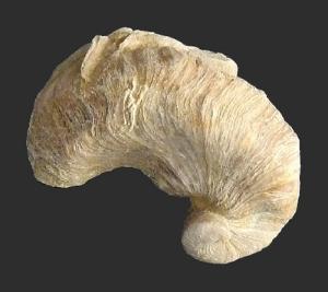 <i>Exogyra Arietina </i>(Cretaceous)