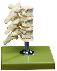 Model three dorsal vertebrae-sp