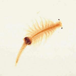 10g of Live Brine Shrimp Nauplii/1 quart (750k+ Individuals