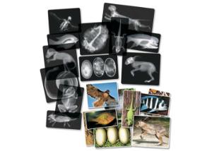 Roylco Animal X-Ray Cards