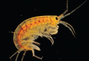 Ward's® Live Amphipods