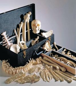 Male Disarticulated Skeleton With Case