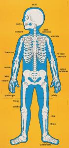 Child-Size Human Body Poster Set