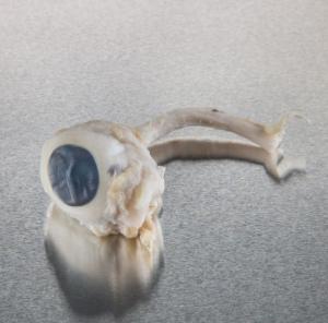 Ward's Pure Preserved™ Pig Eyes