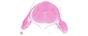 Spinal cord with ganglion, mammal slide