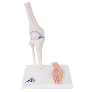 3B Scientific® Mini Joint With Cross Section Models