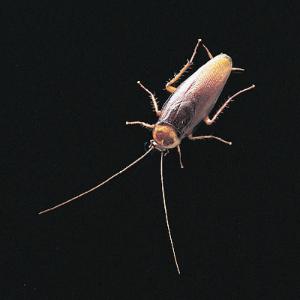 Ward's® Live American Cockroaches (Periplaneta americana)