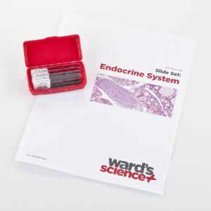Endocrine System Slide Set