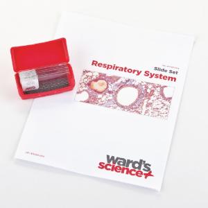 Respiratory System Slide Set