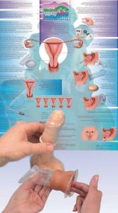 3B Scientific® Birth Control Training Bundle