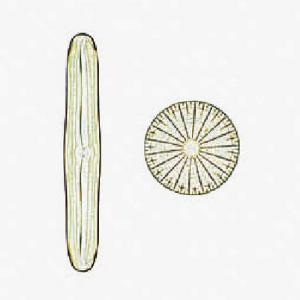 Diatoms, Comparison Slide