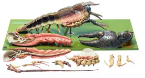 Somso® Crayfish Model