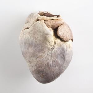 Plastinated Biological Specimens - Whole Pig Heart
