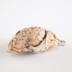 Plastinated Biological Specimens - Whole Sheep Brain