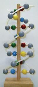 Wooden DNA Molecular Model