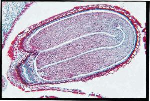 Capsella, Mature Embryos Slide